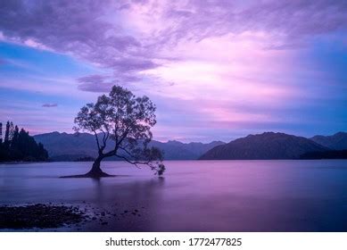 That Wanaka Tree Sunrise Wanaka New Stock Photo 1403190179 | Shutterstock