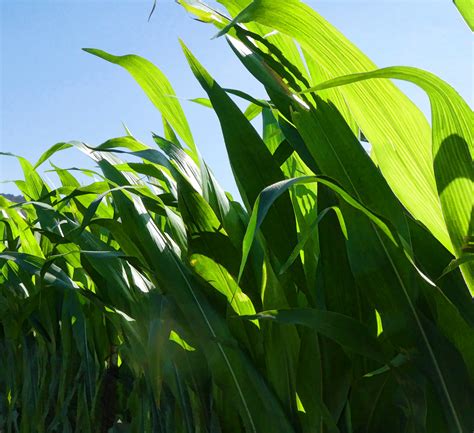 Green Corn Stalks Free Stock Photo - Public Domain Pictures