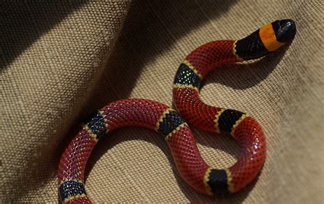 Baby Coral Snake | Flickr - Photo Sharing!