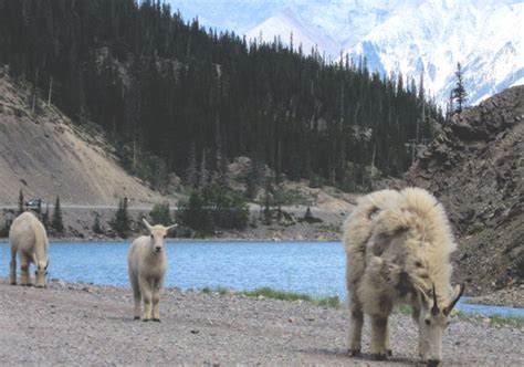 Your Day Trip Guide to Canmore