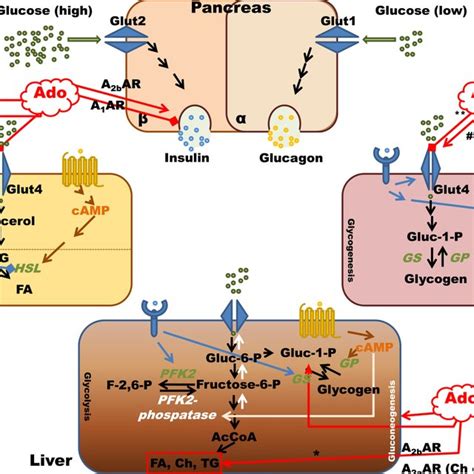 Adenosine and adenosine receptor signaling in major organs involved in... | Download Scientific ...