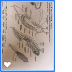 turbellaria anatomy Diagram | Quizlet