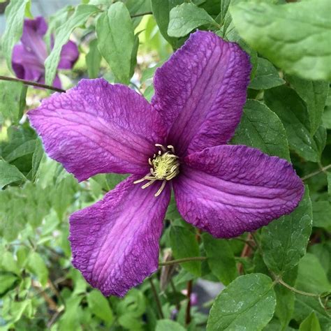 Buy clematis (group 3) Clematis viticella Valour: £19.99 Delivery by Crocus