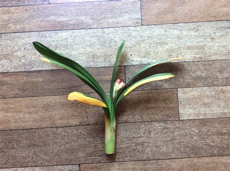 Clivia Miniata - urgent help required! — BBC Gardeners' World Magazine