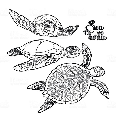 Graphic Hawksbill sea turtle collection drawn in line art style ...