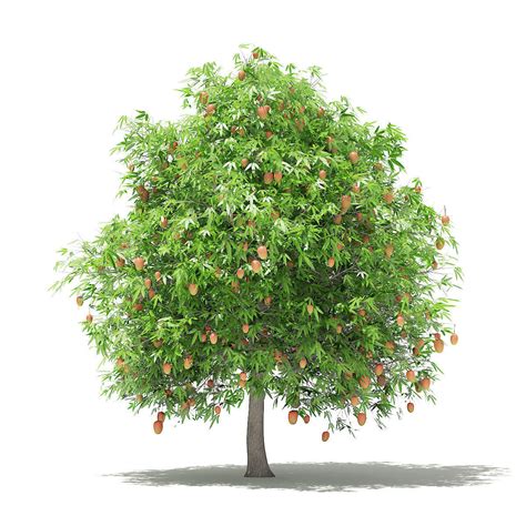 Mango Tree with Fruits 3D model | CGTrader