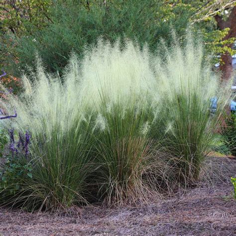 White Cloud Muhly Grasses for Sale | FastGrowingTrees.com