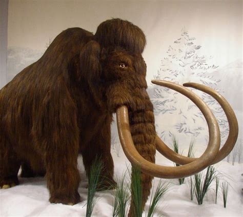 Woolly Mammoth | Prehistoric animals, Wooly mammoth, Extinct animals