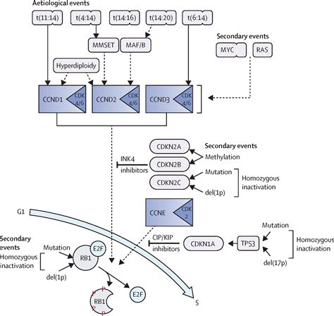 Kappa Light Chain Myeloma Prognosis | Americanwarmoms.org