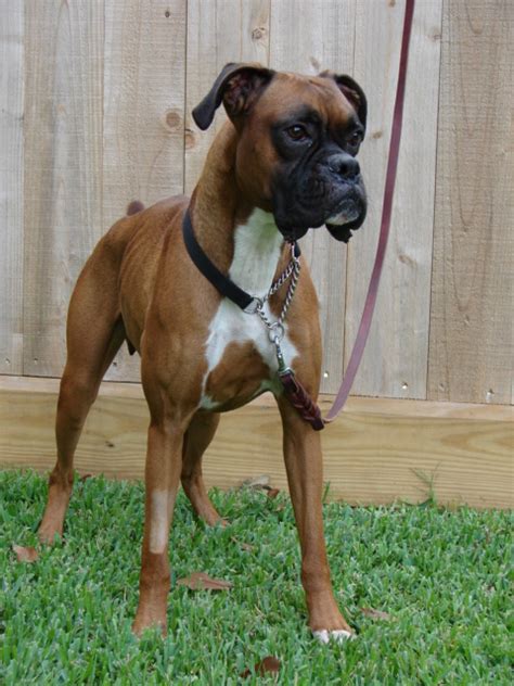 Boxer Dog Info, Temperament, Puppies, Pictures