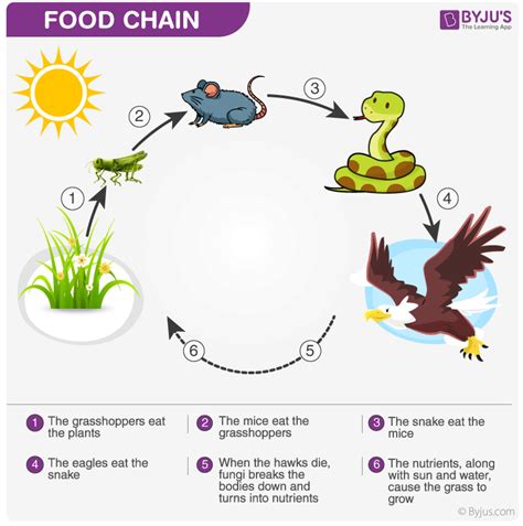 Food Chain | Food chain, Food web, Simple food chain