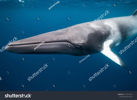 Giant Dwarf Minke Whale Swimming Ocean Stock Photo 1727214535 ...