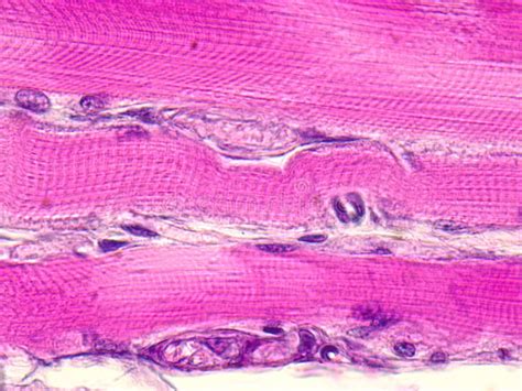 Skeletal Muscle Tissue Longitudinal Section Under A Microscope, Stock Photo - Image of ...