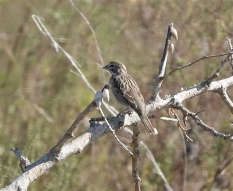 eBird Checklist - 7 Oct 2022 - Andrews Island Spoil Site (no public ...