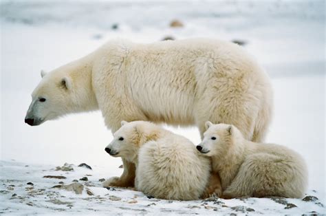 All About Animal Wildlife: Polar Bear Facts and Images