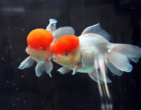 Red Cap Oranda Goldfish: Pictures, Care Guide, Varieties & Lifespan ...