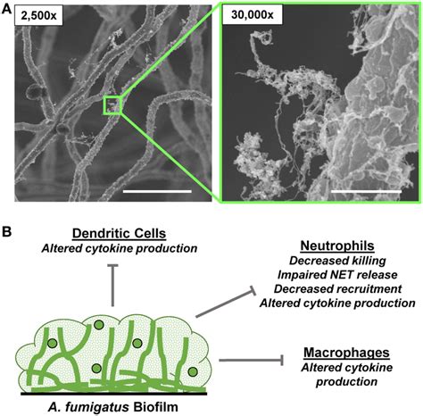 | In vivo fungal biofilms. (A) Candida albicans biofilm growing on the... | Download Scientific ...