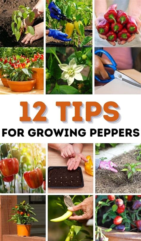 12 Tips for Growing Peppers to Maximize Your Harvest - DIY & Crafts