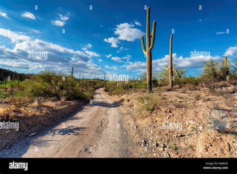 Arizona desert road with Saguaro cacti Stock Photo - Alamy