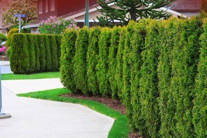 A Comprehensive Guide To Cedar Hedge Installation - NyxtBig