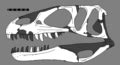 Category:Dubreuillosaurus fossils - Wikimedia Commons