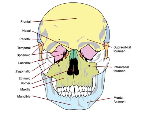 Skull Anatomy Anterior View