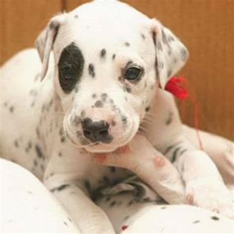 DALMATIAN PUPPIES