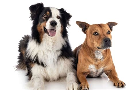 Is It Better To Have Two Dogs? | Tracy Vet