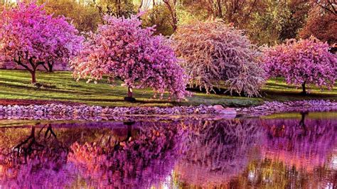 Spring Trees Wallpapers - Top Free Spring Trees Backgrounds ...