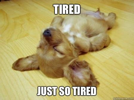 Tired Dog memes | quickmeme