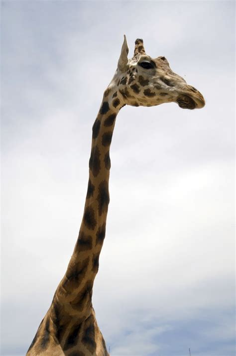 They have the longest neck of any animal in the world. | Giraffe, Animals of the world, Animals