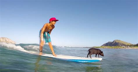 This Family Of Surfing Pigs Is A Pixar Movie Waiting To Happen | HuffPost