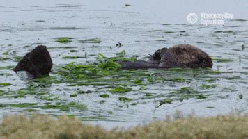 Sea Otter Conservation GIFs - Find & Share on GIPHY