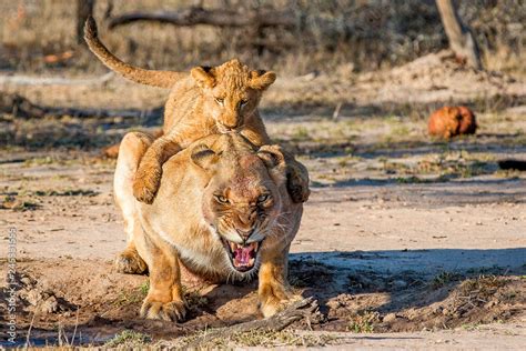 Lion cub sitting on back of lioness Stock Photo | Adobe Stock