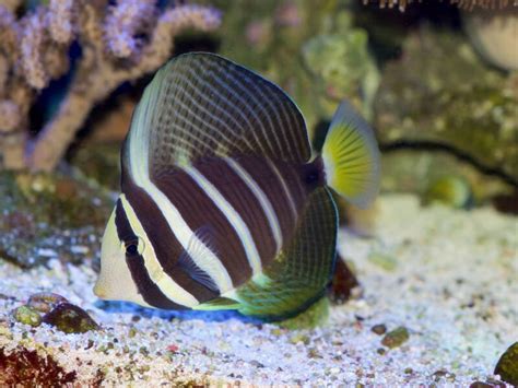 18 Types of Tangs, Surgeonfish: Find More than Dory • (Care Tips)