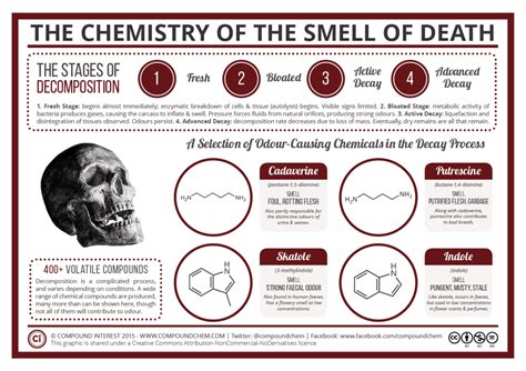 Compound Interest: The Chemistry of the Odour of Decomposition