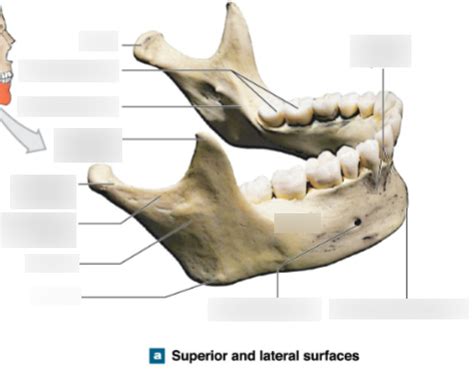 Mandible Bone Diagram Diagram | Quizlet