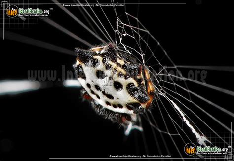 Spinybacked Orbweaver