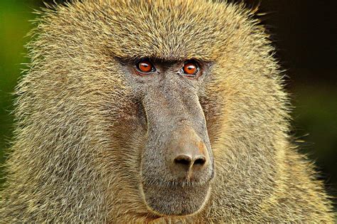 Babouin olive | Baboon, Animal behavior, Animals