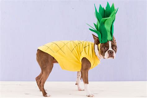 DIY Dog Costumes | Ideas For Homemade Halloween Dog Costumes