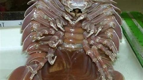 I Kind of Want a Giant Isopod as a Pet