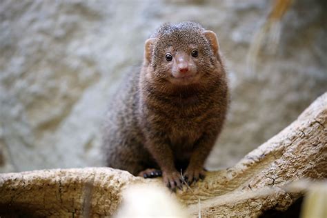 6 Species of Mongoose Found In India - WorldAtlas