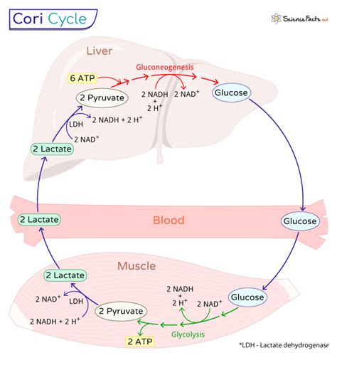 Cori Cycle – Definition, Steps, Importance, and Diagram