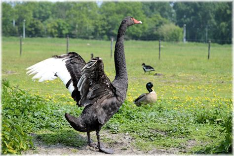 Black Swan 5 Series, Black Wings 1 Free Stock Photo - Public Domain Pictures