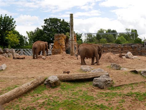 Elephant Enclosure, Chester Zoo © David Dixon cc-by-sa/2.0 :: Geograph Britain and Ireland