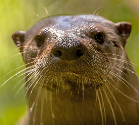 Otter Species | IUCN SSC Otter Specialist Group