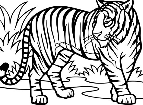 Tiger Coloring Pages | Free download on ClipArtMag