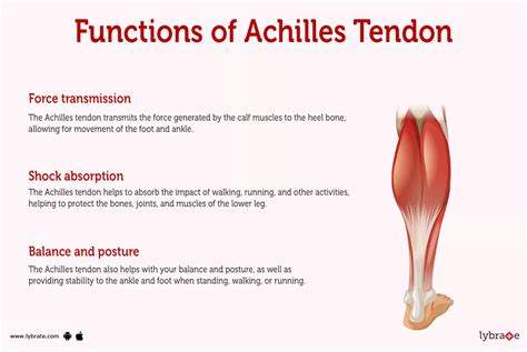 Achilles Tendon (Human Anatomy): Picture, Function, Diseases, Tests ...