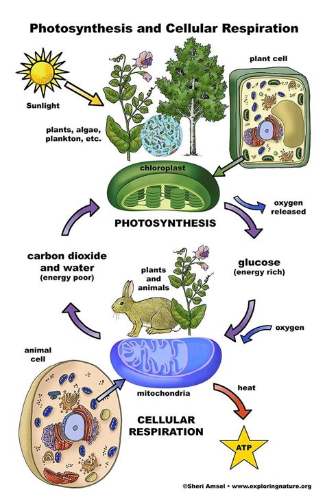 Cellular Respiration Process In Plants