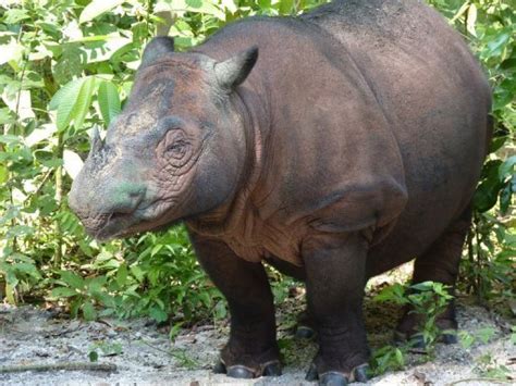 Endangered Sumatran rhino gives birth in Indonesia